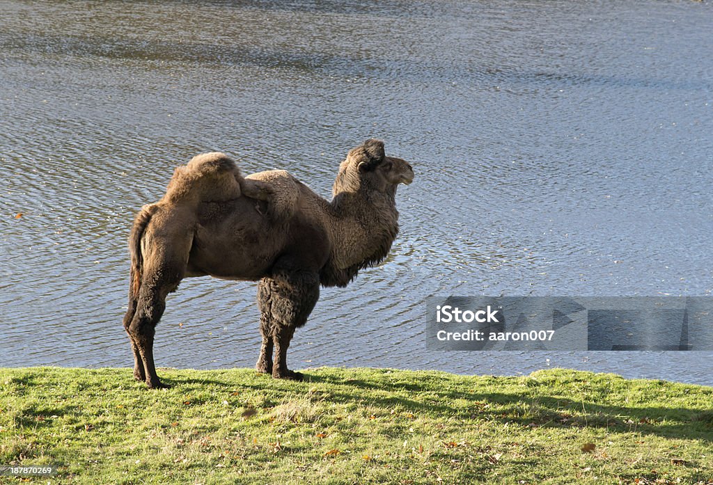 camel in zoological garden photographed by RAW Animal Stock Photo