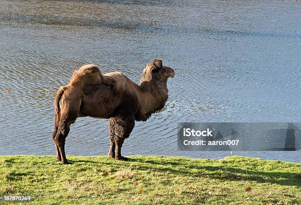 Camel In Zoological Garden Stock Photo - Download Image Now - Animal, Animal Hump, Animal Wildlife