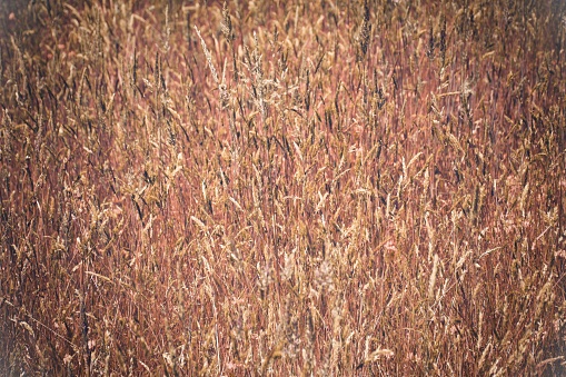 Close-Up of Wild Grass Meadow Background in Full Frame.