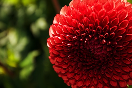 A close-up of a beautiful red Dahlia flower.