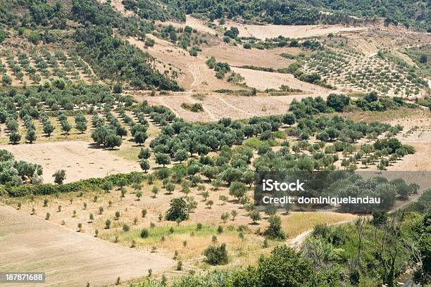 Fondo De Paisaje De Los Olivos Foto de stock y más banco de imágenes de Agricultura - Agricultura, Aire libre, Ajardinado