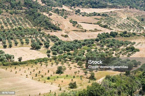 Foto de De Paisagem De Oliveiras Fundo e mais fotos de stock de Agricultura - Agricultura, Ajardinado, Beleza natural - Natureza