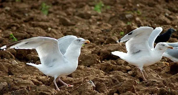 Immature Herring Gulls stretching their wings after scavenging for food thrown down in the ploughed field