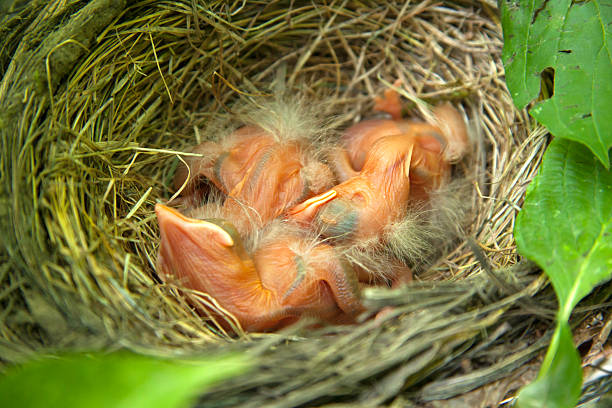 유럽울새 chicks in 네스트 - dependency animal nest robin bird 뉴스 사진 이미지