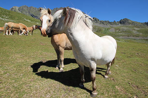 cavalos no prado perto de alpine lakes schwarzmoos, kuehtai, tirol, áustria - horse herd togetherness connection imagens e fotografias de stock