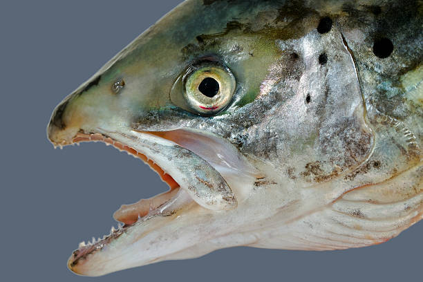 istock Natural head of salmon. 187872645