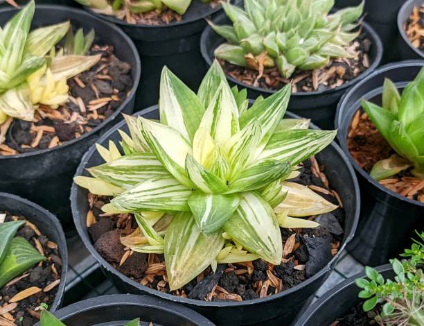 istock Haworthia Cymbiformis Variegated succulent plant 1878727038