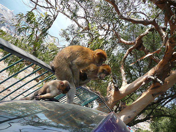 istock monkeys in urban landscape 187872802
