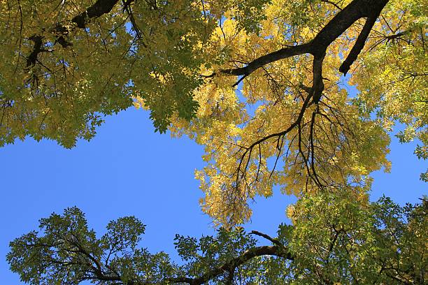 Golden Ash Tree Showing off it's beautiful Autumn colors in my front yard in Missouri. fraxinus excelsior jaspidea stock pictures, royalty-free photos & images