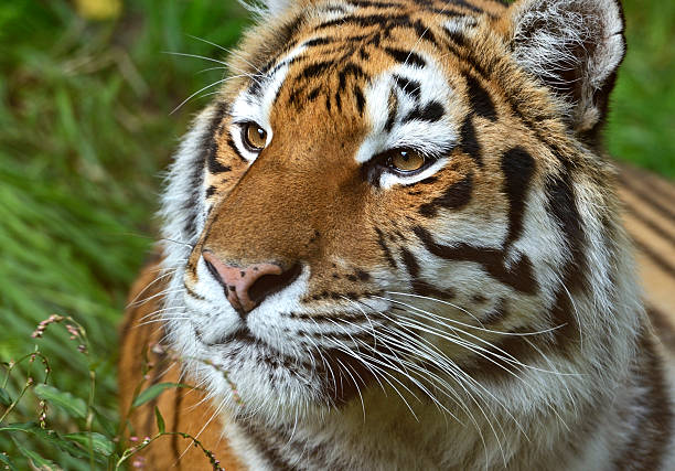 istock Portrait of tiger 187873364