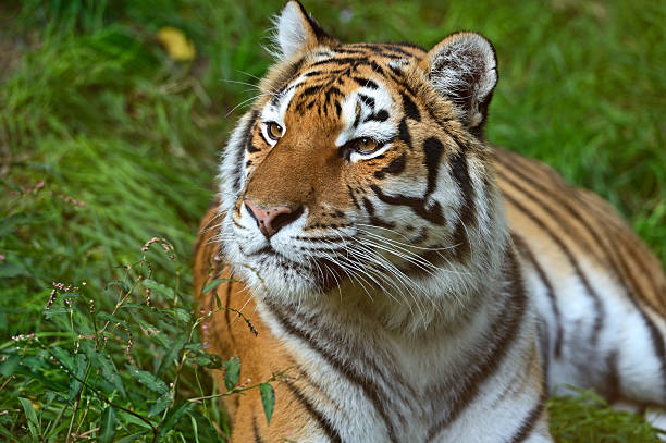 istock Portrait of tiger 187873369