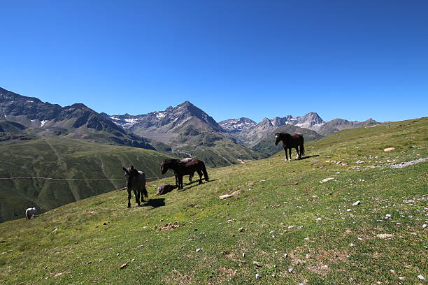 cavalos no prado perto de alpine lakes schwarzmoos, kuehtai, tirol, áustria - horse herd togetherness connection imagens e fotografias de stock