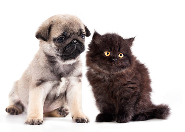 istock kitten and  puppy 187875030