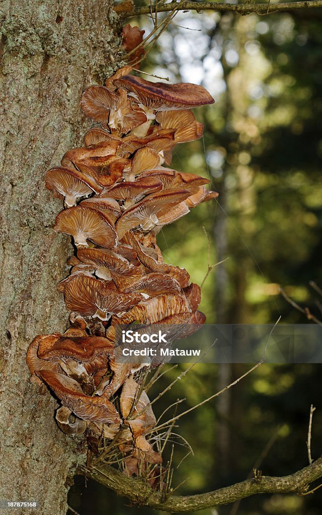 Funghi fungini al miele - Foto stock royalty-free di Albero