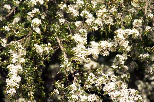 A Kanuka (Kunzea ericoides) Tea Tree in full frame close-up. Although kanuka honey is not as well-known internationally as manuka, it actually contains more of the antiseptic properties than manuka, just not measurable as UMF. Kanuka honey's antibacterial and anti-inflammatory properties could be even stronger than Manuka. Kanuka honey's antimicrobial and anti-inflammatory properties could make it especially helpful in healing burns, bruises, and other wounds.
