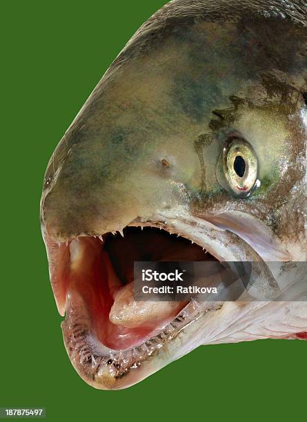 Head Of Salmon Stock Photo - Download Image Now - Animal Mouth, Close-up, Cut Out