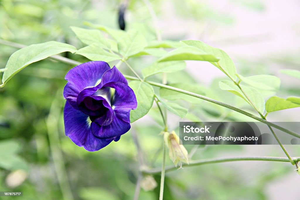 Schöne Lila Erbse Blumen im Garten. - Lizenzfrei Asiatische Kultur Stock-Foto