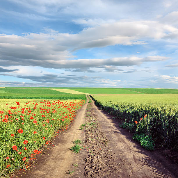 istock Dirt country road through cultivated field 187875726