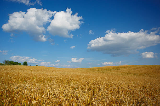 istock Landscape with grove and field of wheat 187875978