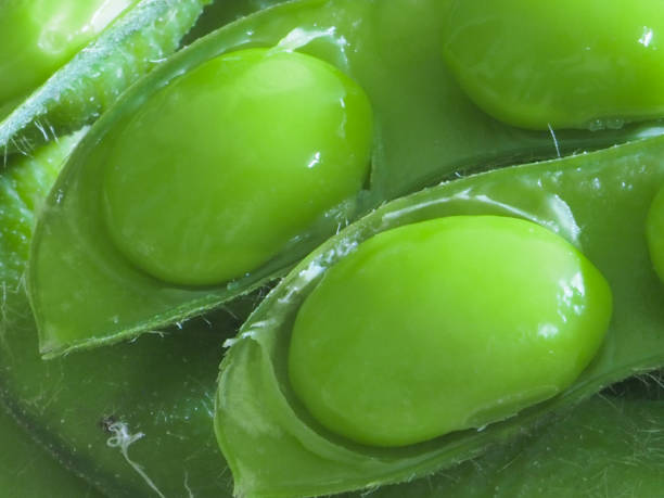 Edamame Shell Off 30+ Shelled Edamame Stock Photos, Pictures & Royalty-Free Images - iStock