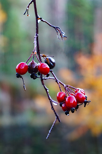 Dew drops on dark berries with autumn leaves in backgrounds