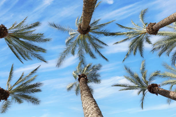 istock View upward through palm trees with blue sky and clouds. 1878762797