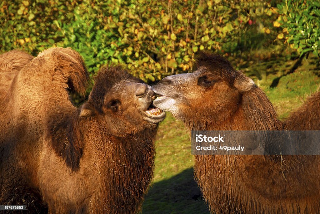 Beijando camelo - Foto de stock de Dois Animais royalty-free