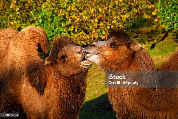 Foto de Beijando Camelo e mais fotos de stock de Dois Animais - Dois Animais, Amor, Animais Machos