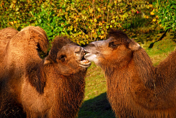 целовать двугорбый верблюд - bactrian camel стоковые фото и изображения