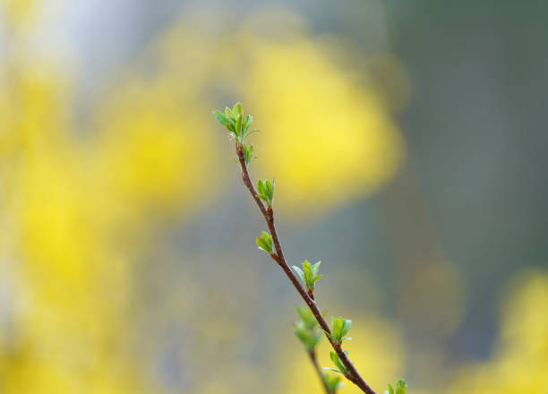 istock close up on new grown leaves in spring 1878771699
