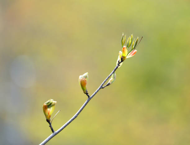 istock close up on new grown leaves in spring 1878776270
