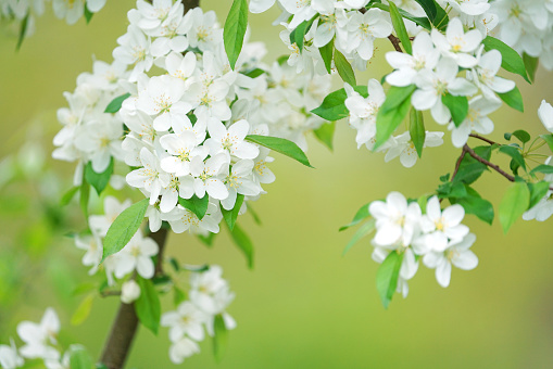 close up on blooming spring white flower on the tree