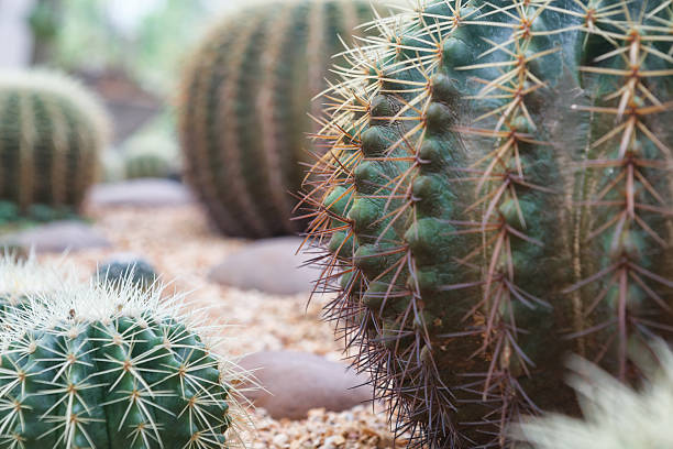 istock Closeup of globe shaped cactus 187878393