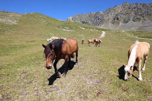 cavalos no prado perto de alpine lakes schwarzmoos, kuehtai, tirol, áustria - horse herd togetherness connection imagens e fotografias de stock