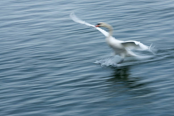 istock mute swan , Cygnus olor, flying landing, blurred motion 187879031