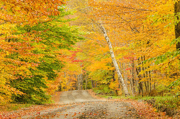 istock Curving Road and Autumn Colours 187879290