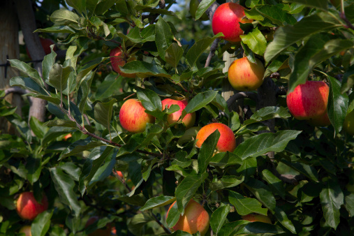 Gala Apples on a branch.