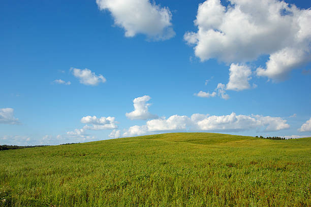 istock Summer landscape with meadow and blue sky 187880194