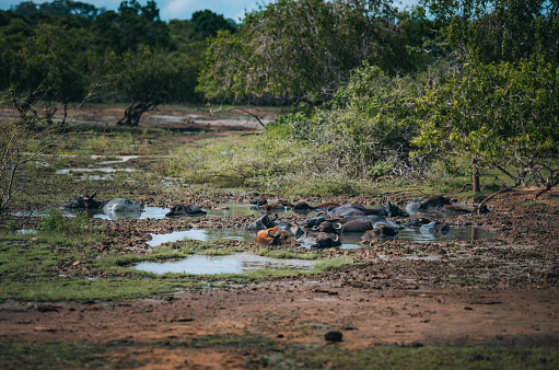 A herd of wild water buffalo cools off in a small mud pool in Yala National Park.