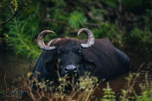 A large horned wild water buffalo cools off in a small mud pool in Yala National Park and looks straight into the camera.