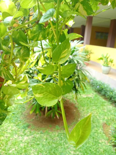 istock Ivory betel leaf plant 1878827062