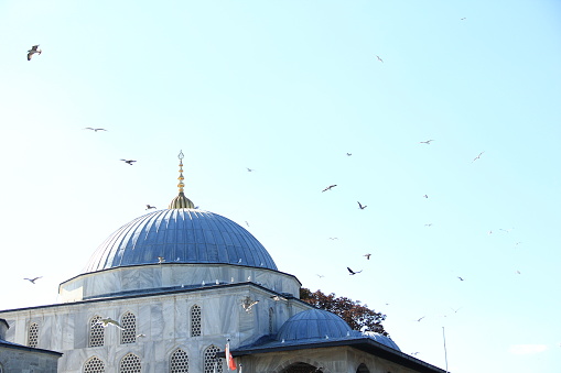 Turkish native seagulls flying in the sky.