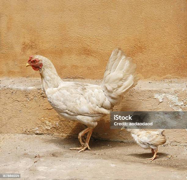 Hens Stock Photo - Download Image Now - Agriculture, Animal, Animal Egg