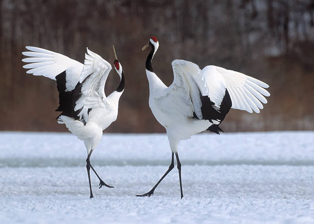 grou japonês courtship dança - mating ritual - fotografias e filmes do acervo