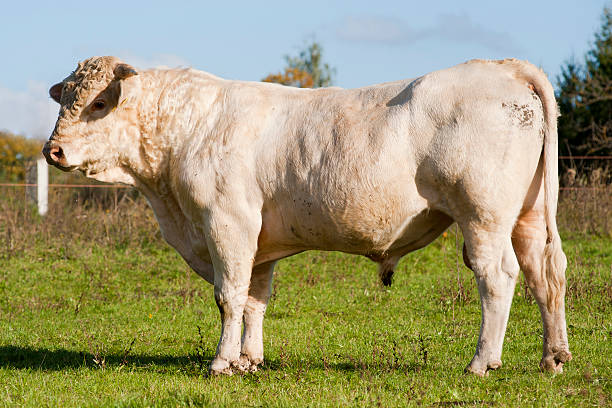 istock Hungarian gray cattle bull 187886687
