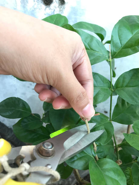 istock Women's hands with scissors are pruning bushes and cutting branches. 1878871503