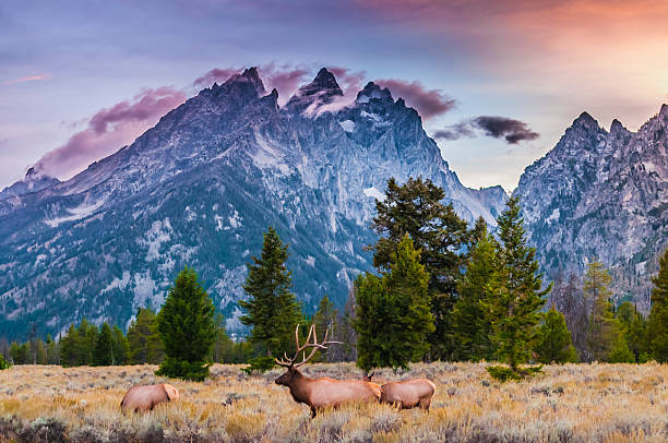 adulte mâle elk et son troupeau de grand tetons - élan photos et images de collection