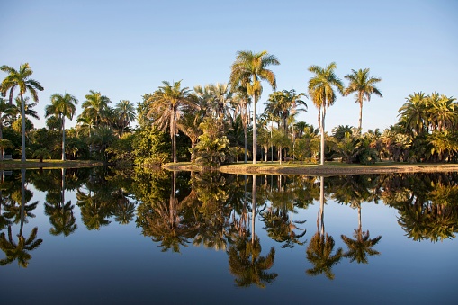 Reflection of palm trees at Fairchild Tropical Botanic Garden at sunset, Coral Gables, FL, USA
