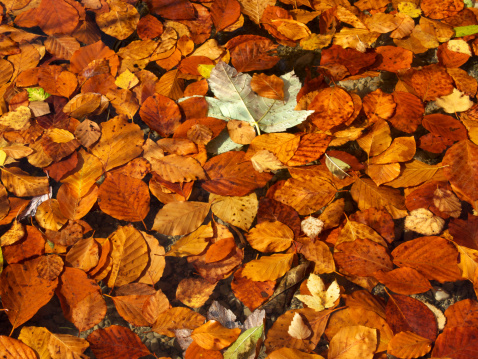 Dry autumn leaves closeup, isolated on white background with clipping paths.