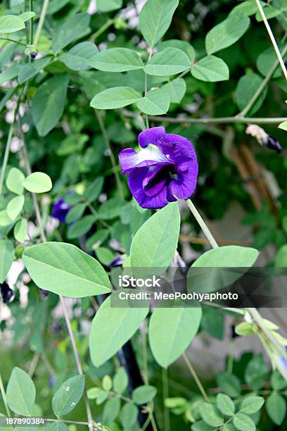 Bela Roxo Flor De Ervilha Nos Arredores - Fotografias de stock e mais imagens de Amarelo - Amarelo, Ao Ar Livre, Arbusto